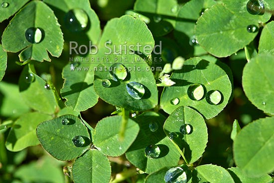 Fresh dew or rain water drops on Clover leaves (Trifolium repens - Fabaceae), New Zealand (NZ)