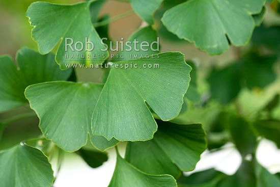 Ginkgo leaves (Ginkgo biloba) or Maidenhair Tree leaf, New Zealand (NZ)