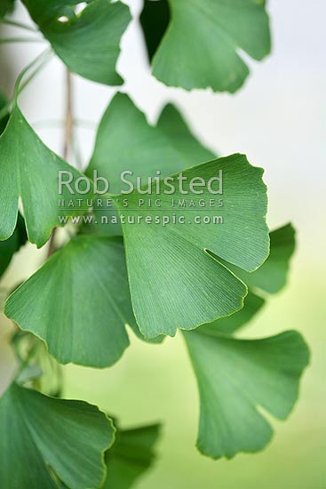 Ginkgo leaves (Ginkgo biloba) or Maidenhair Tree leaf, New Zealand (NZ)