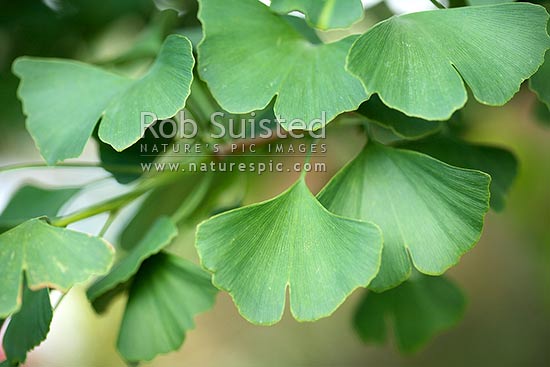 Ginkgo leaves (Ginkgo biloba) or Maidenhair Tree leaf, New Zealand (NZ)