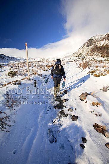 Tramper / hiker walking up the snowy Mangatepopo Valley towards Mount (Mt) Tongariro in winter. Tongariro Crossing track, Tongariro National Park, Ruapehu District, Manawatu-Wanganui Region, New Zealand (NZ)