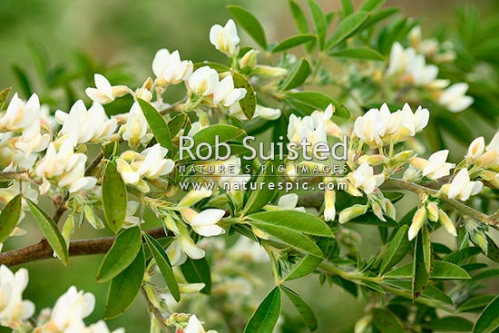 Flowering Tree Lucerne or Tagasaste (Chamaecytisus palmensis), a 2-3.5m tall evergreen shrub native to the Canary Islands, New Zealand (NZ)