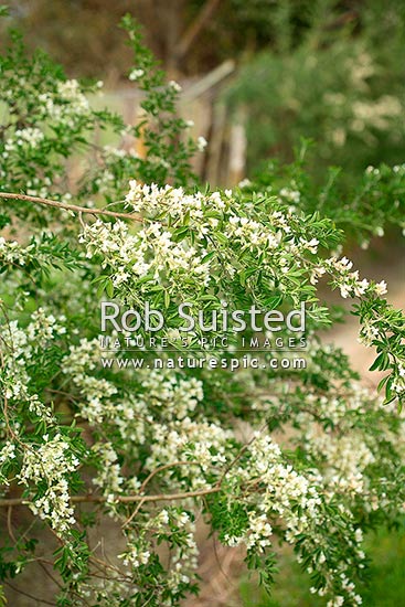 Flowering Tree Lucerne or Tagasaste (Chamaecytisus palmensis), a 2-3.5m tall evergreen shrub native to the Canary Islands, New Zealand (NZ)