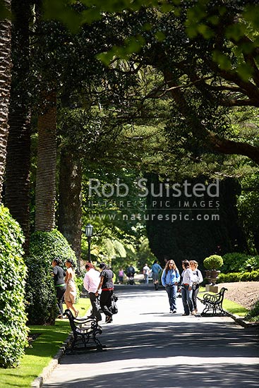 People walking down a tree lined avenue in the Wellington Botanical Gardens, Wellington, Wellington City District, Wellington Region, New Zealand (NZ)