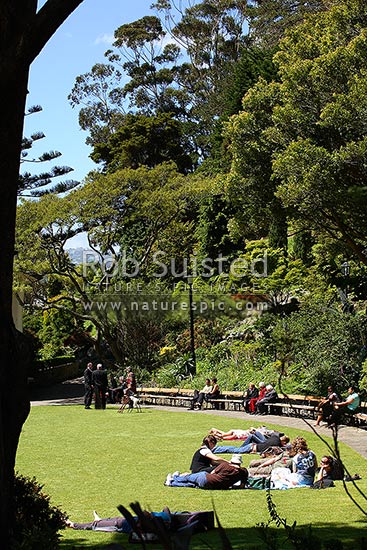 People enjoying the sun for picnics and playing on a grassy lawn in the Wellington Botanical Gardens, Wellington, Wellington City District, Wellington Region, New Zealand (NZ)