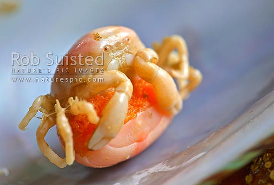 Green-lipped mussels (Perna canaliculus) infected with the pest pea crab with egg mass under tail (Pinnotheres novaezelandiae, Decapoda: Pinnotheridae), New Zealand (NZ)