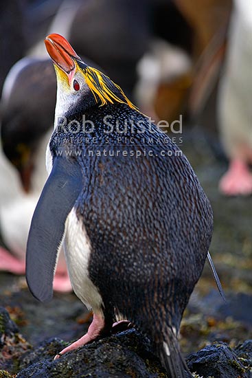 Rear view of a Royal Penguin in a colony (Eudyptes chrysolophus (formerly E. schlegeli) white faced Macaroni penguin), Macquarie Island, NZ Sub Antarctic District, NZ Sub Antarctic Region, Australia