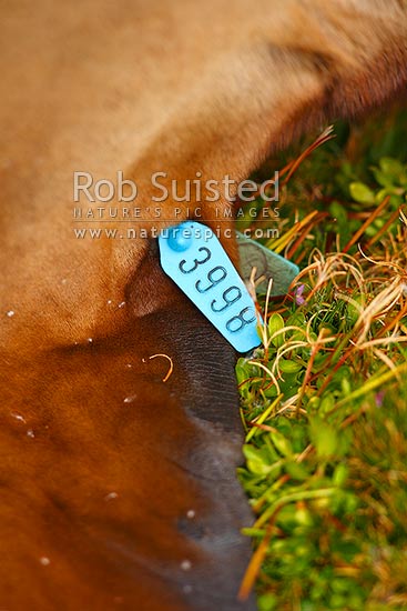 Flipper tag by researchers on New Zealand or Hooker's Sea lion female (Phocarctos hookeri) for population studies, Enderby Island, Auckland Islands, NZ Sub Antarctic District, NZ Sub Antarctic Region, New Zealand (NZ)