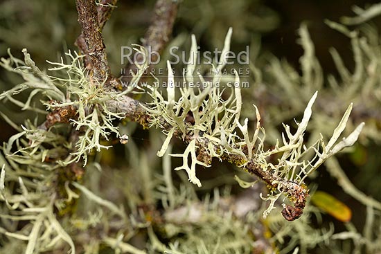 Lichen growing on tree branch with Fruiticose growth form, New Zealand (NZ)