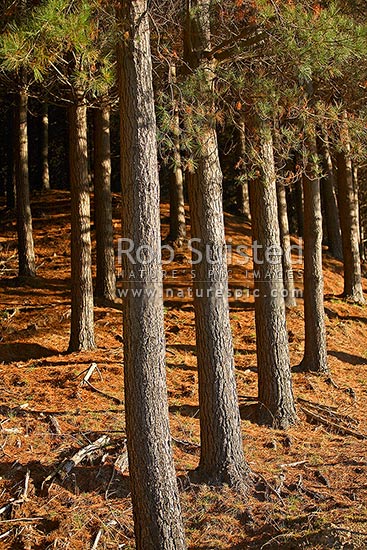 Plantation forestry pine trees (Pinus radiata), New Zealand (NZ)