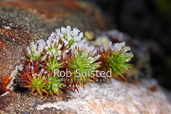 Alpine plant leaves locked in winter frost, New Zealand (NZ)