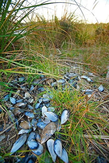 Blue Mussels shells discarded in hidden place by shellfish poachers (Mytilus edulis, Mytilidae) - Native edible shellfish - bivalve mollusc, New Zealand (NZ)