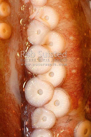 Arm (tentacle), suction discs (suckers) and pigmented chromatophores of New Zealand octopus (Pinnoctopus cordiformis or wheke; Octopoda: Octopodidae)., New Zealand (NZ)