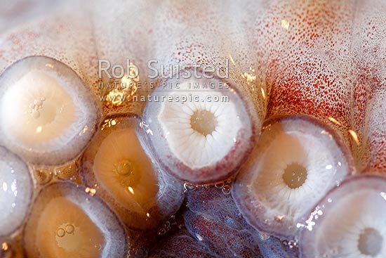 Arm (tentacle), suction discs (suckers) and pigmented chromatophores of New Zealand octopus (Pinnoctopus cordiformis or wheke; Octopoda: Octopodidae)., New Zealand (NZ)