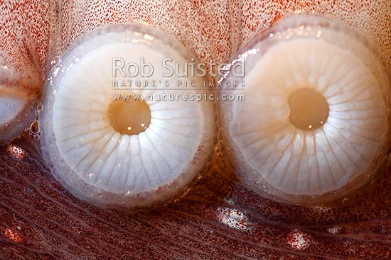 Arm (tentacle), suction discs (suckers) and pigmented chromatophores of New Zealand octopus (Pinnoctopus cordiformis or wheke; Octopoda: Octopodidae)., New Zealand (NZ)