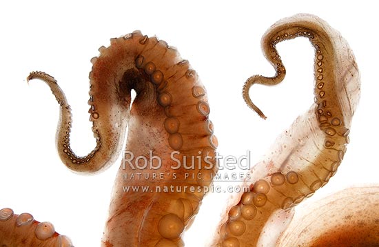 Common New Zealand octopus arms (Pinnoctopus cordiformis or wheke; Octopoda: Octopodidae), New Zealand (NZ)