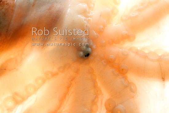 Common New Zealand octopus underside showing beak mouth opening (Pinnoctopus cordiformis or wheke; Octopoda: Octopodidae), New Zealand (NZ)