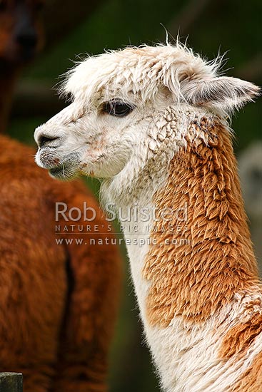 Farmed Alpaca (Vicugna pacos, Camelidae), raised for fleece fibres, New Zealand (NZ)