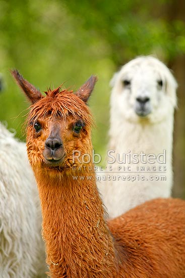 Farmed Alpaca (Vicugna pacos, Camelidae), raised for fleece fibres. Brown and white varieties, New Zealand (NZ)