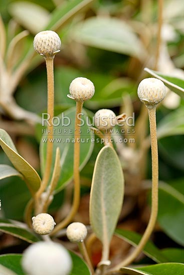 Kaikoura Rock Daisy flower bud heads prior to opening (Pachystegia insignis, Asteraceae), Kaikoura, Kaikoura District, Canterbury Region, New Zealand (NZ)