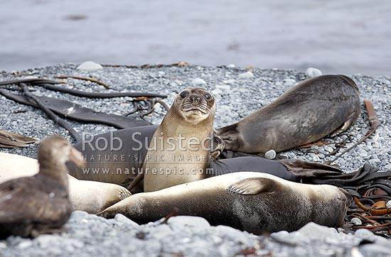 Juvenile Southern elephant seals (Mirounga leonina) lying together on a beach, Macquarie Island, NZ Sub Antarctic District, NZ Sub Antarctic Region, Australia