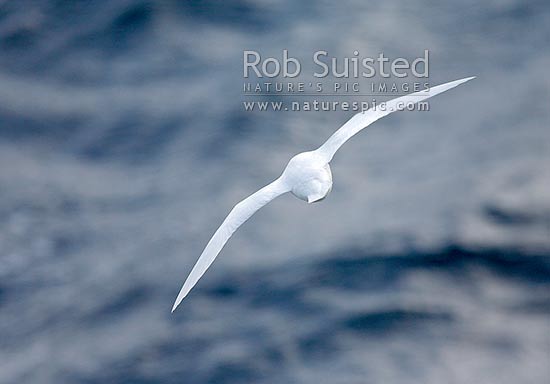 Snow Petrel flying away from camera (Pagodroma nivea) over sea, Antarctica, Antarctica