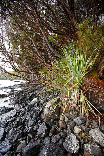 NZ Flax (Phormium tenax), an historic weed believed to have been brought by Maori to the Auckland Islands, growing at Erebus Cove, possibly 1842, Auckland Islands, NZ Sub Antarctic District, NZ Sub Antarctic Region, New Zealand (NZ)