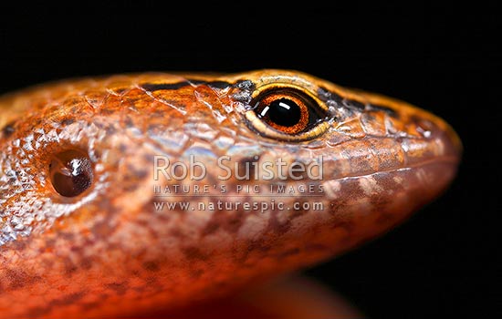 New Zealand native Ornate Skink close up detail of eye, head, scales and ear hole opening (Cyclodina ornata, Scincidae), Wellington, New Zealand (NZ)