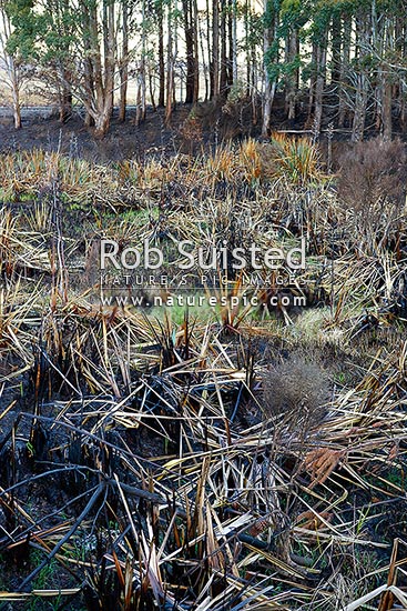 Wetland destroyed or damaged by wild fire. Burnt flax bushes (phormium tenax), New Zealand (NZ)