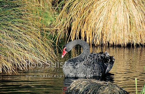 Black swan (Cygnus atratus) on lake in tussock, Auckland City, Auckland City District, Auckland Region, New Zealand (NZ)