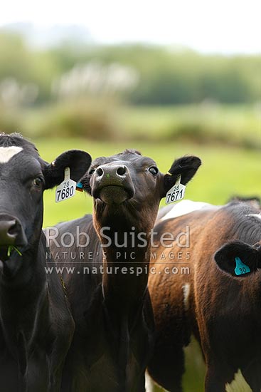 Dairy cattle, New Zealand (NZ)