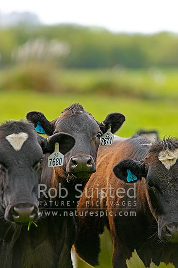 Dairy cattle, New Zealand (NZ)