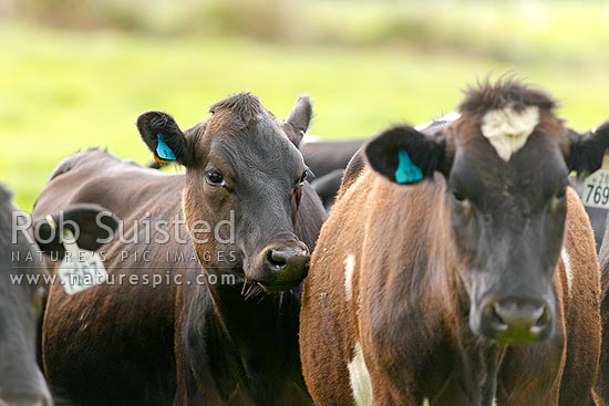 Dairy cattle, New Zealand (NZ)