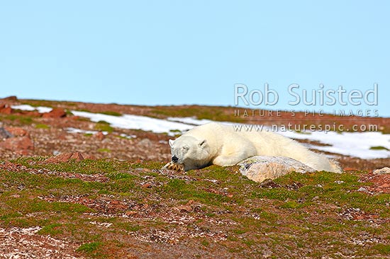 Polar bear female conserving energy and sleeping (Ursus maritimus), Svalbard