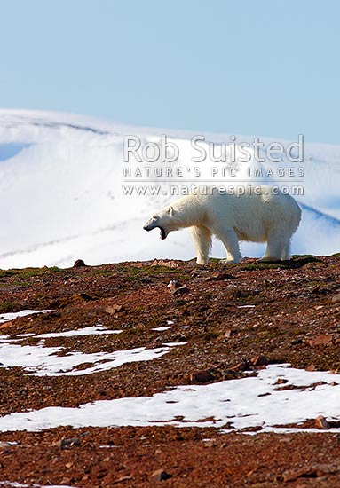 Polar bear with open mouth (Ursus maritimus); female bear, Svalbard