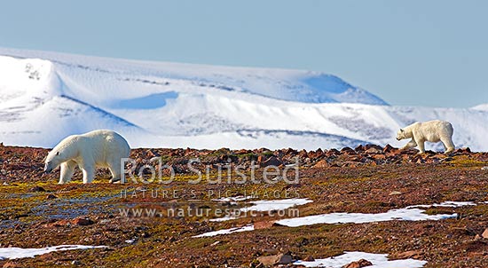 Polar bears (Ursus maritimus); female bear and cub on island, Svalbard