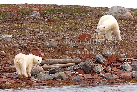 Polar bears (Ursus maritimus); female bear and cub searching for food on shoreline, Svalbard, Svalbard