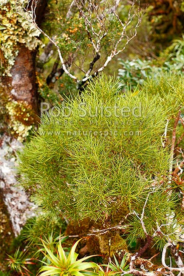 Olearia crosby-smithiana Common name: Saddle Leaf, alpine scrub, Fiordland National Park, Southland District, Southland Region, New Zealand (NZ)