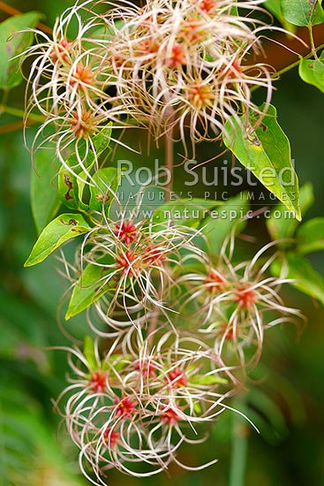 Clematis vitalba, known as Old man's beard and Traveller's Joy, an introduced invasive pest plant. Ripening fruit in flower heads, New Zealand (NZ)