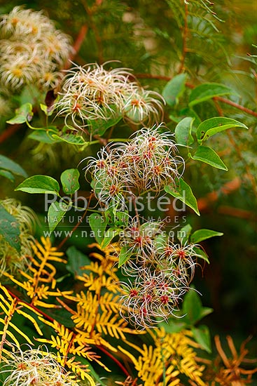 Clematis vitalba, known as Old man's beard and Traveller's Joy, an introduced invasive pest plant climber. Ripening fruit in flower heads, New Zealand (NZ)