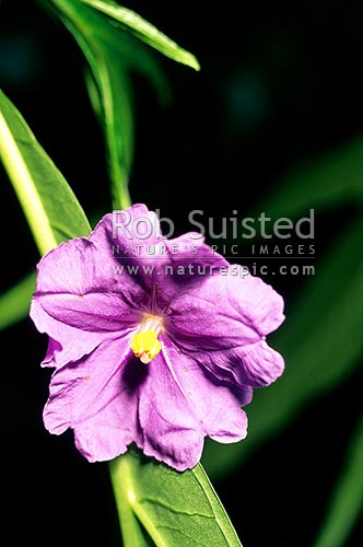 NZ native Poroporo flower (Solanum laciniatum), Wellington, Wellington City District, Wellington Region, New Zealand (NZ)