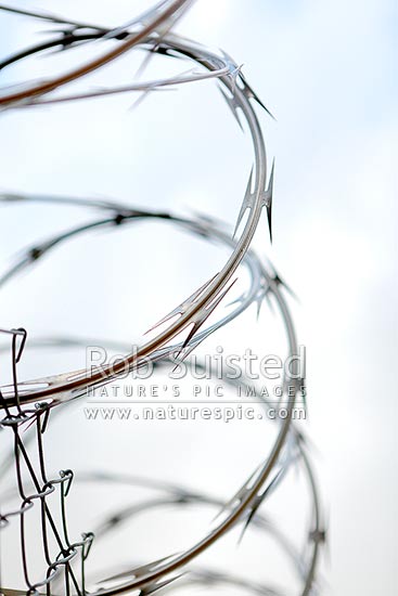 Coiled razor wire security fence, New Zealand (NZ)