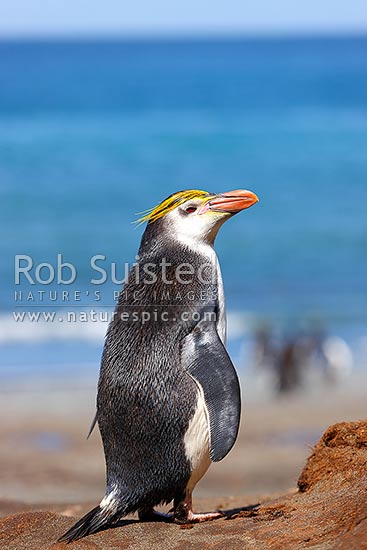 Royal Penguin head (Eudyptes chrysolophus (formerly E. schlegeli) white faced Macaroni penguins), Macquarie Island, NZ Sub Antarctic District, NZ Sub Antarctic Region, New Zealand (NZ)