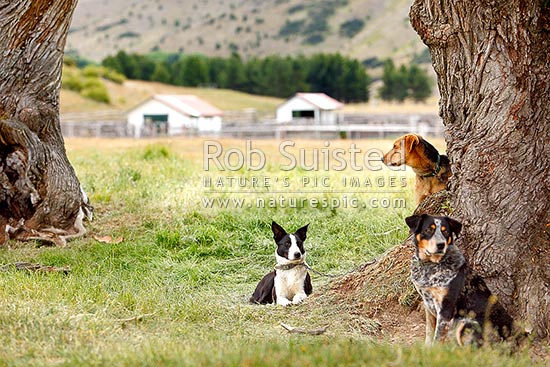 Farm cattle dogs waiting for work at Tarndale, Molesworth Station, Marlborough District, Marlborough Region, New Zealand (NZ)