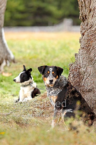 Farm cattle dogs waiting for work at Tarndale, Molesworth Station, Marlborough District, Marlborough Region, New Zealand (NZ)