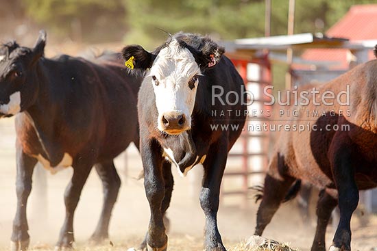 Young Hereford-Friesian cross white face cattle heifers exiting yards at Tarndale, Molesworth Station, Marlborough District, Marlborough Region, New Zealand (NZ)