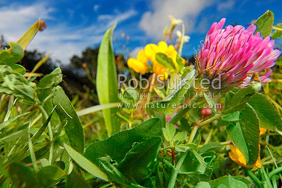 Grass blades and meadow flowers Red clover (Trifolium pratense, Fabaceae) and Lotus (Lotus uliginosus) flowering in pasture extreme closeup. Micro-cosmos, New Zealand (NZ)