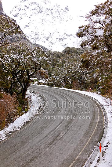 Milford Sound highway with winter snowfall on forest near the Homer Tunnel. Hollyford Road on State Highway 94. Ice grit on road to stop accidents, Fiordland National Park, Southland District, Southland Region, New Zealand (NZ)