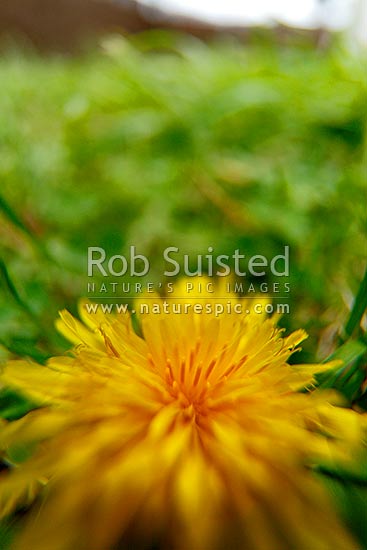 Microcosmos dandelion flower in backyard lawn of grass, New Zealand (NZ)