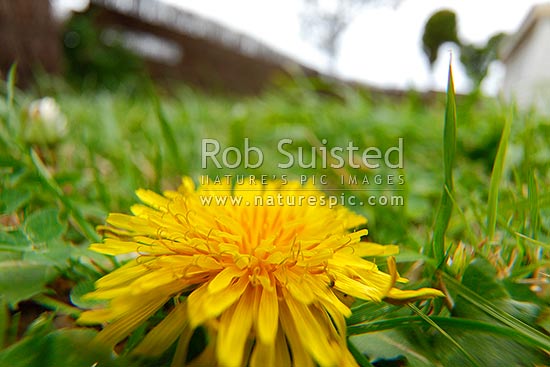 Microcosmos dandelion flower in backyard lawn of grass, New Zealand (NZ)